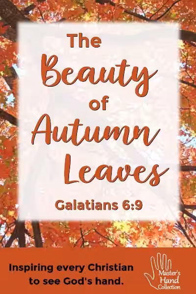 devotions-for-fall-autumn