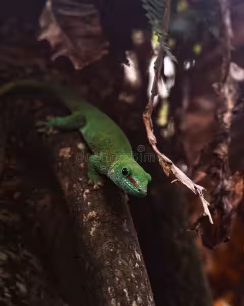 gecko-crawl