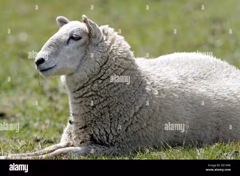 sheep-lie-down