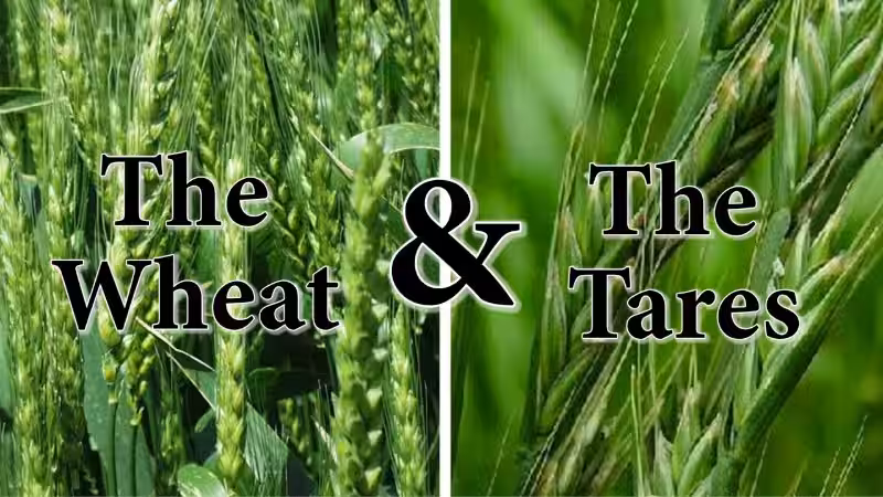 wheat-vs-tares