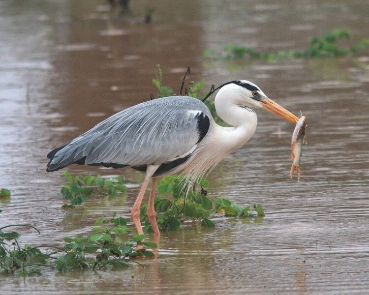garza-significado-biblico